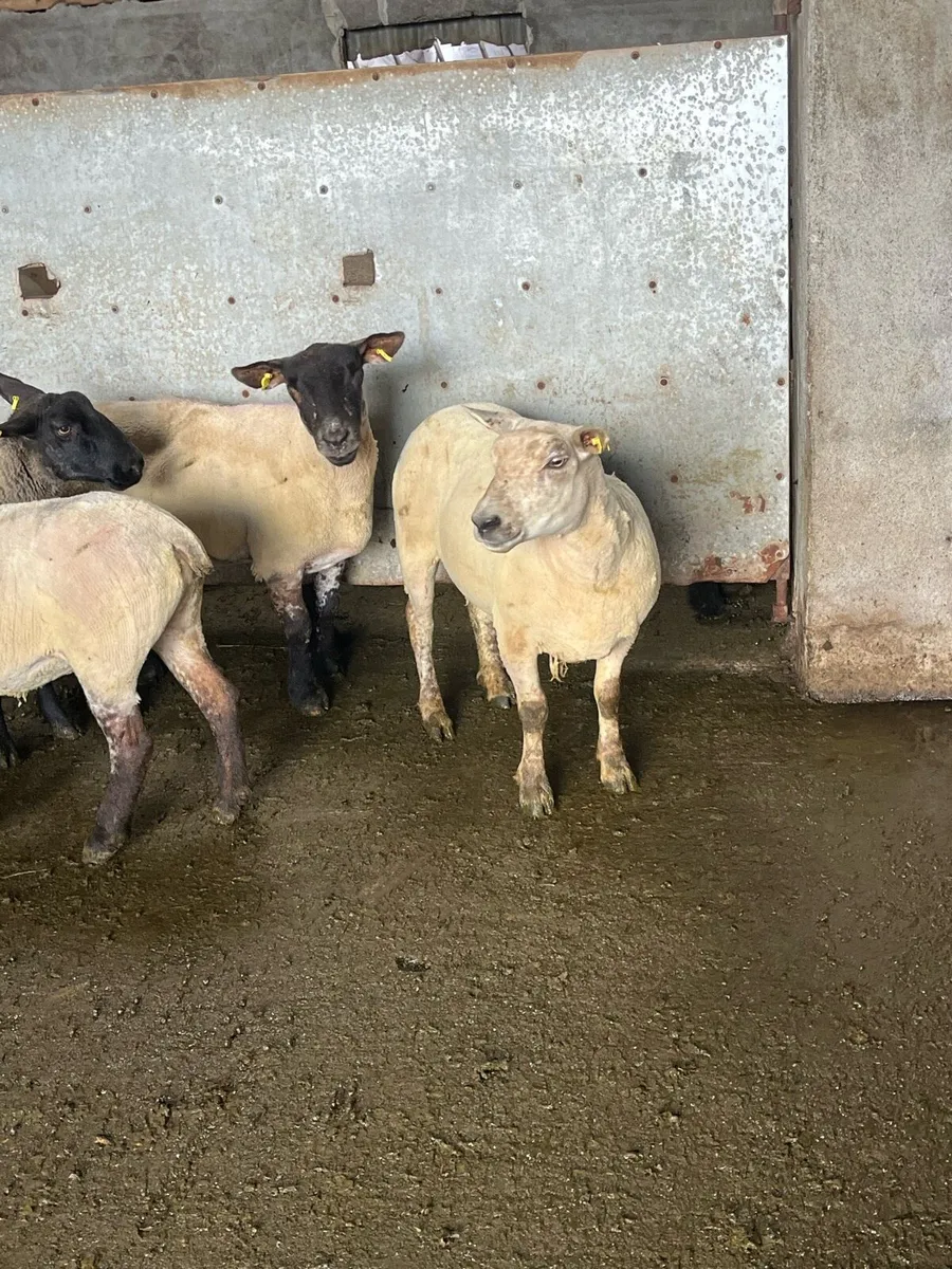 💥10 first and second crop breeding ewes 💥 - Image 2