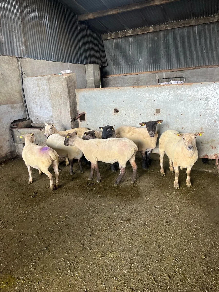 💥10 first and second crop breeding ewes 💥 - Image 3