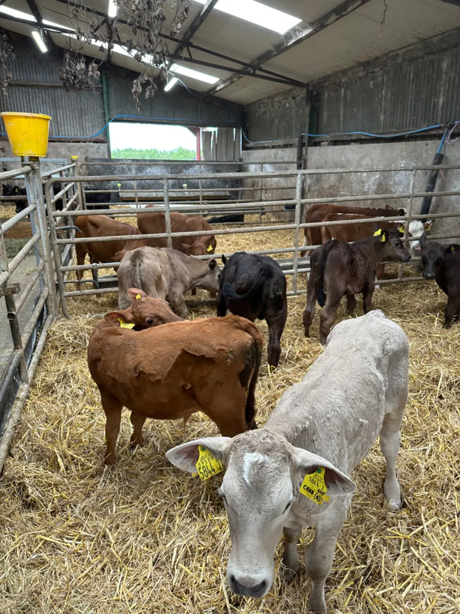 Angus lim and Charolais bulls - Image 3