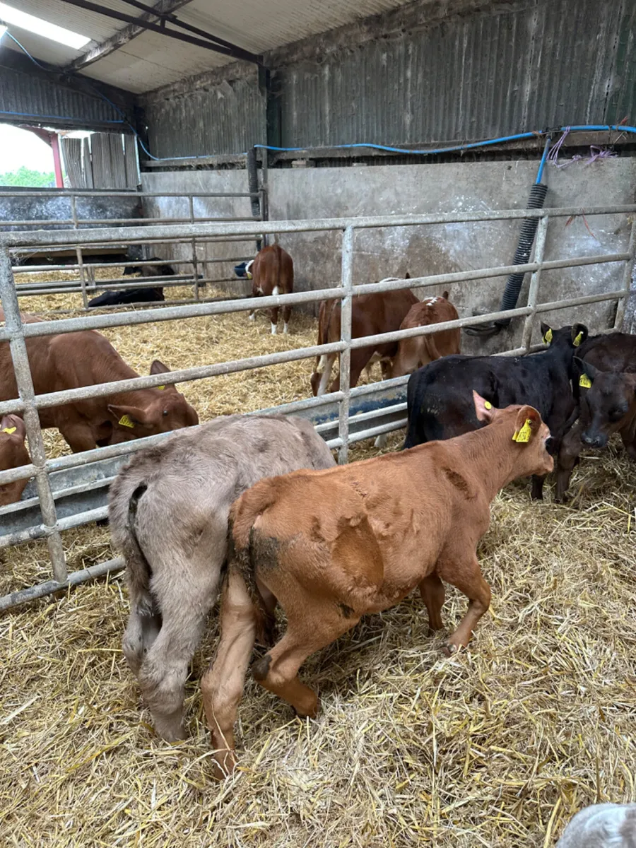 Angus lim and Charolais bulls - Image 4