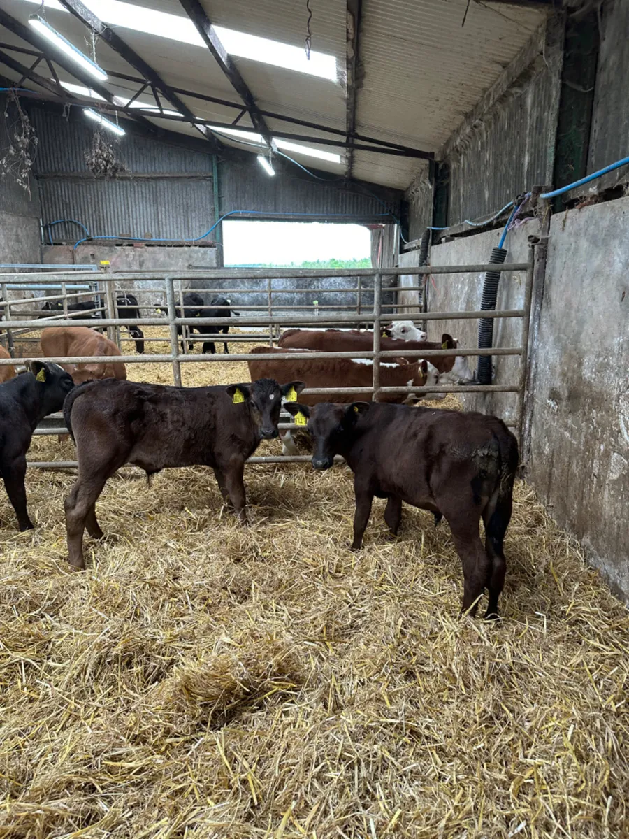 Angus lim and Charolais bulls - Image 1