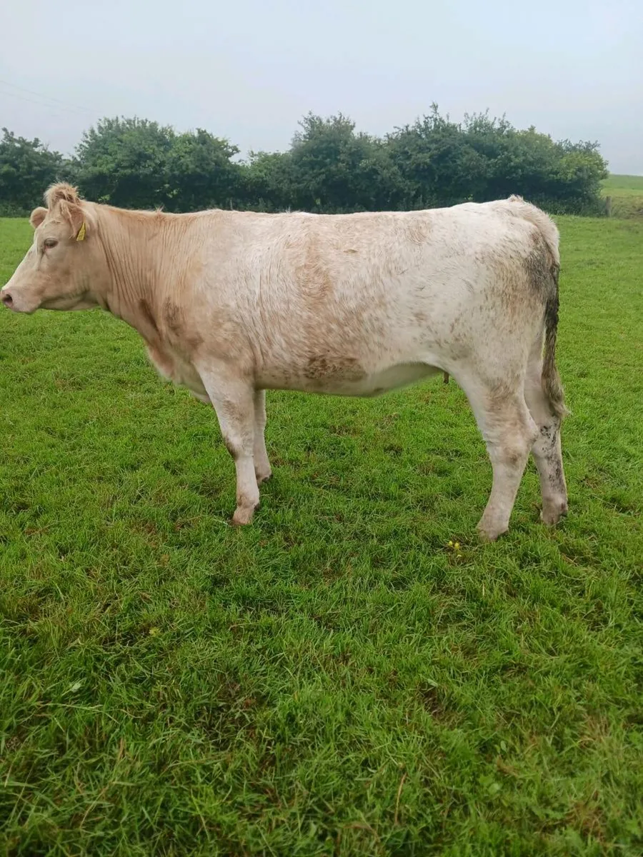 Incalf heifer - Image 1