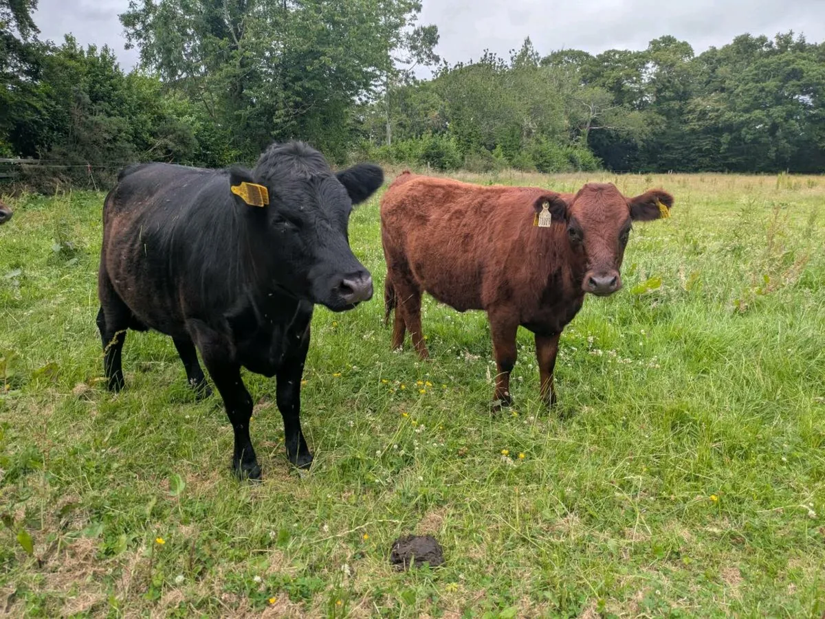 Dexter x Galloway cow- 2 animals - Image 1