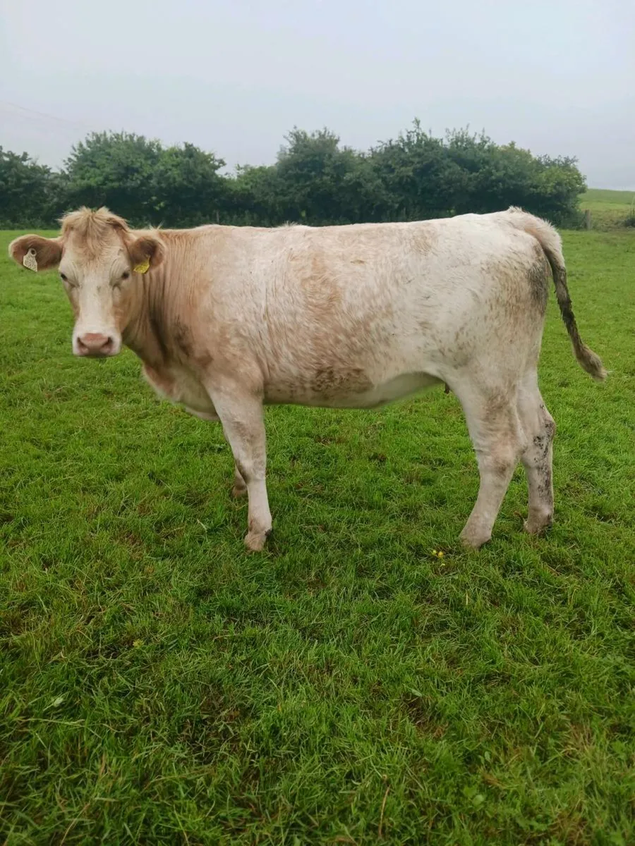 Incalf heifer - Image 3