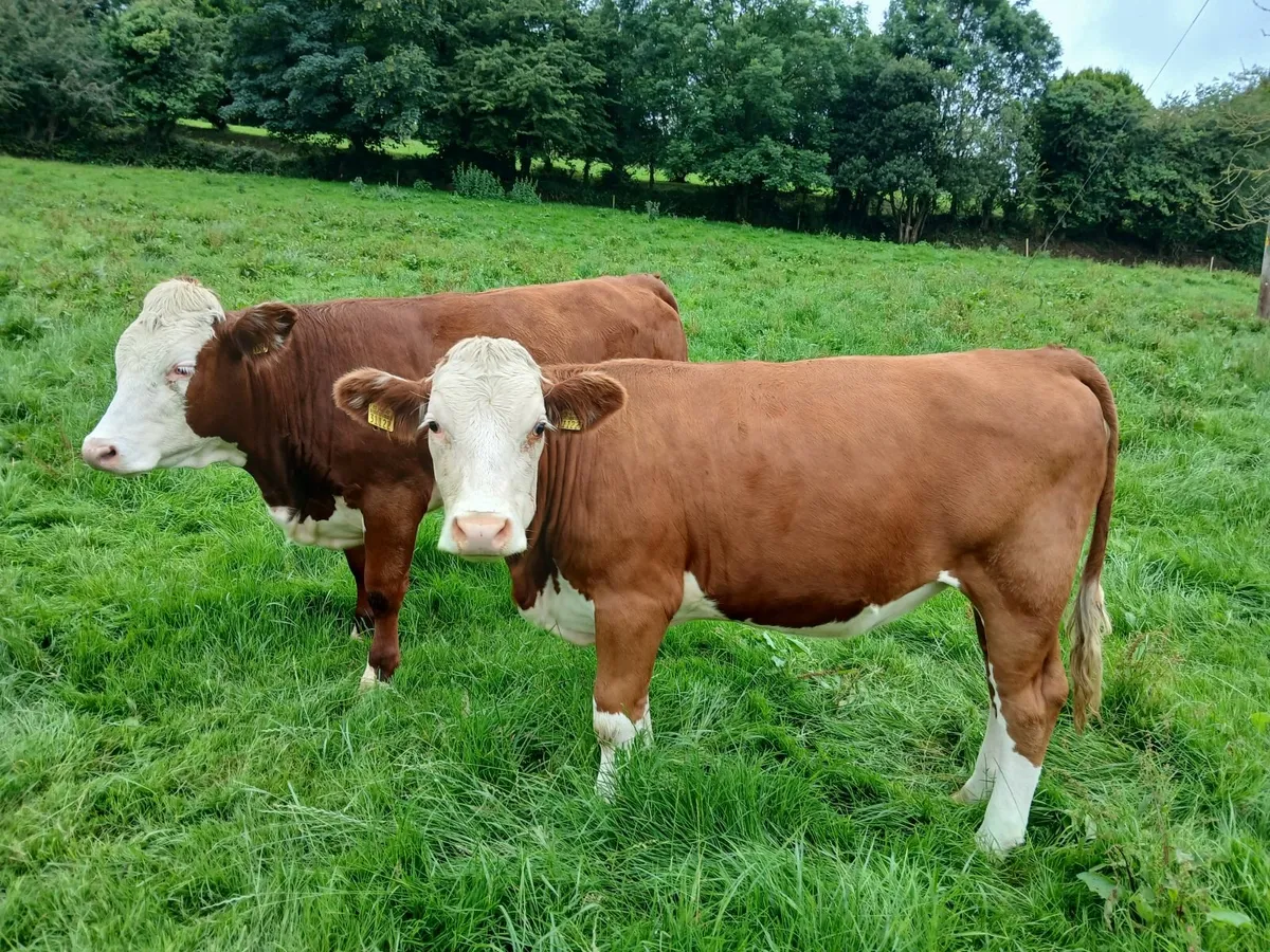 Hereford Heifers for Sale - Image 3