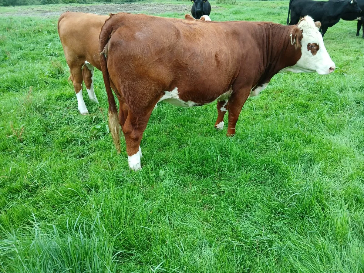 Hereford Heifers for Sale - Image 4