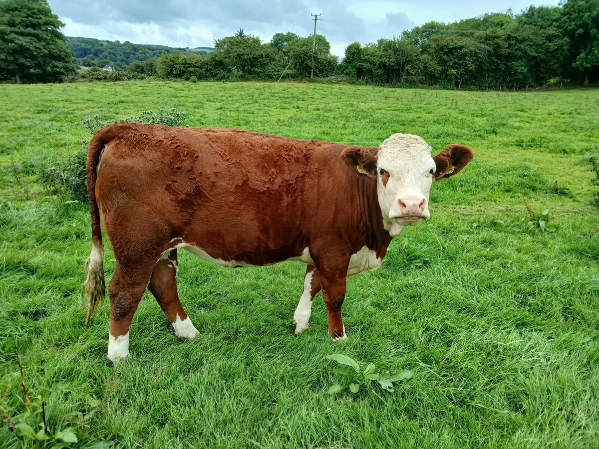 Hereford Heifers for Sale - Image 1