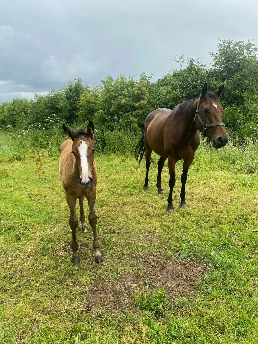 Thoroughbred broodmare and foal for sale - Image 1