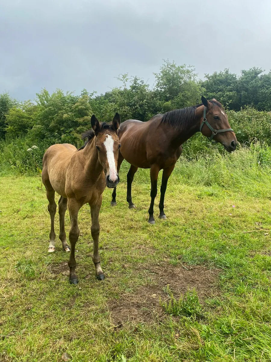 Thoroughbred broodmare and foal for sale - Image 2