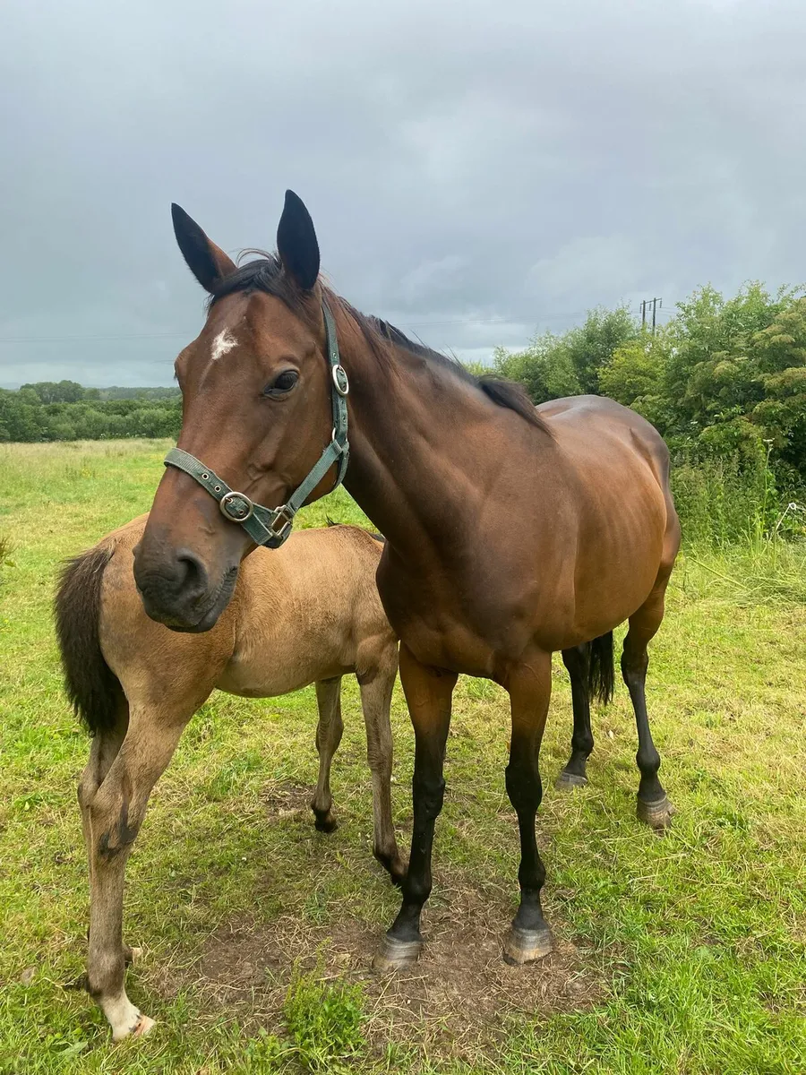Thoroughbred broodmare and foal for sale - Image 3