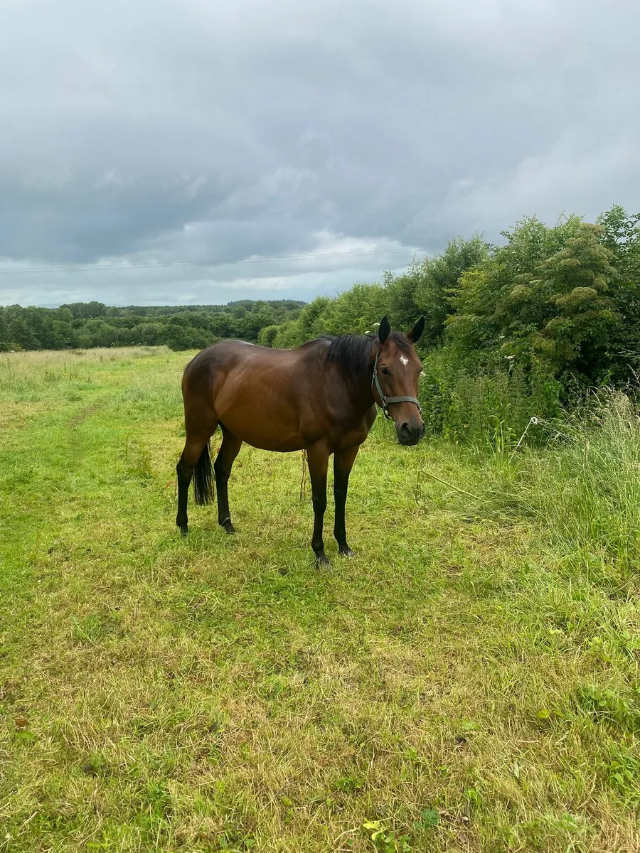 Thoroughbred broodmare and foal for sale - Image 4