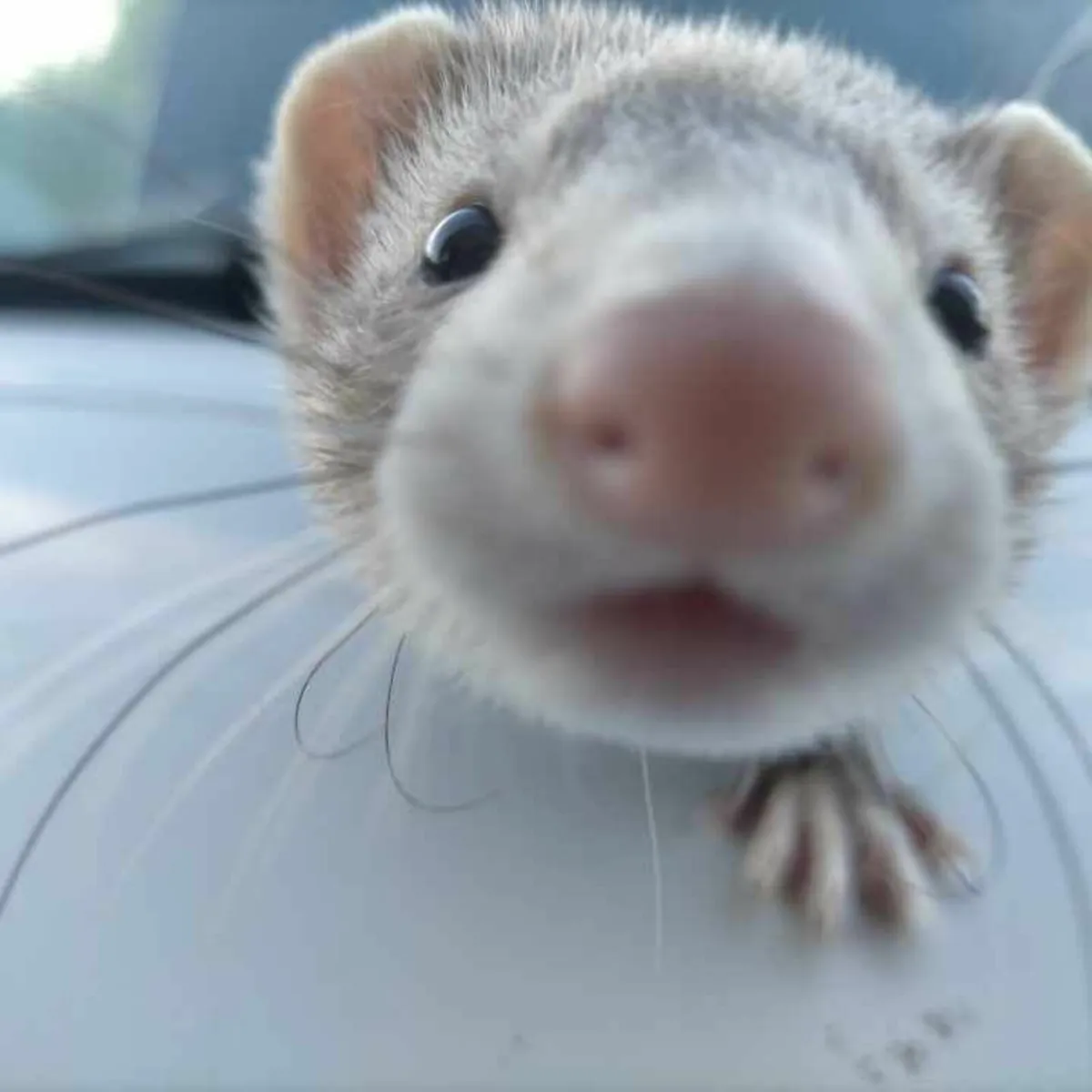Ferrets - Image 1