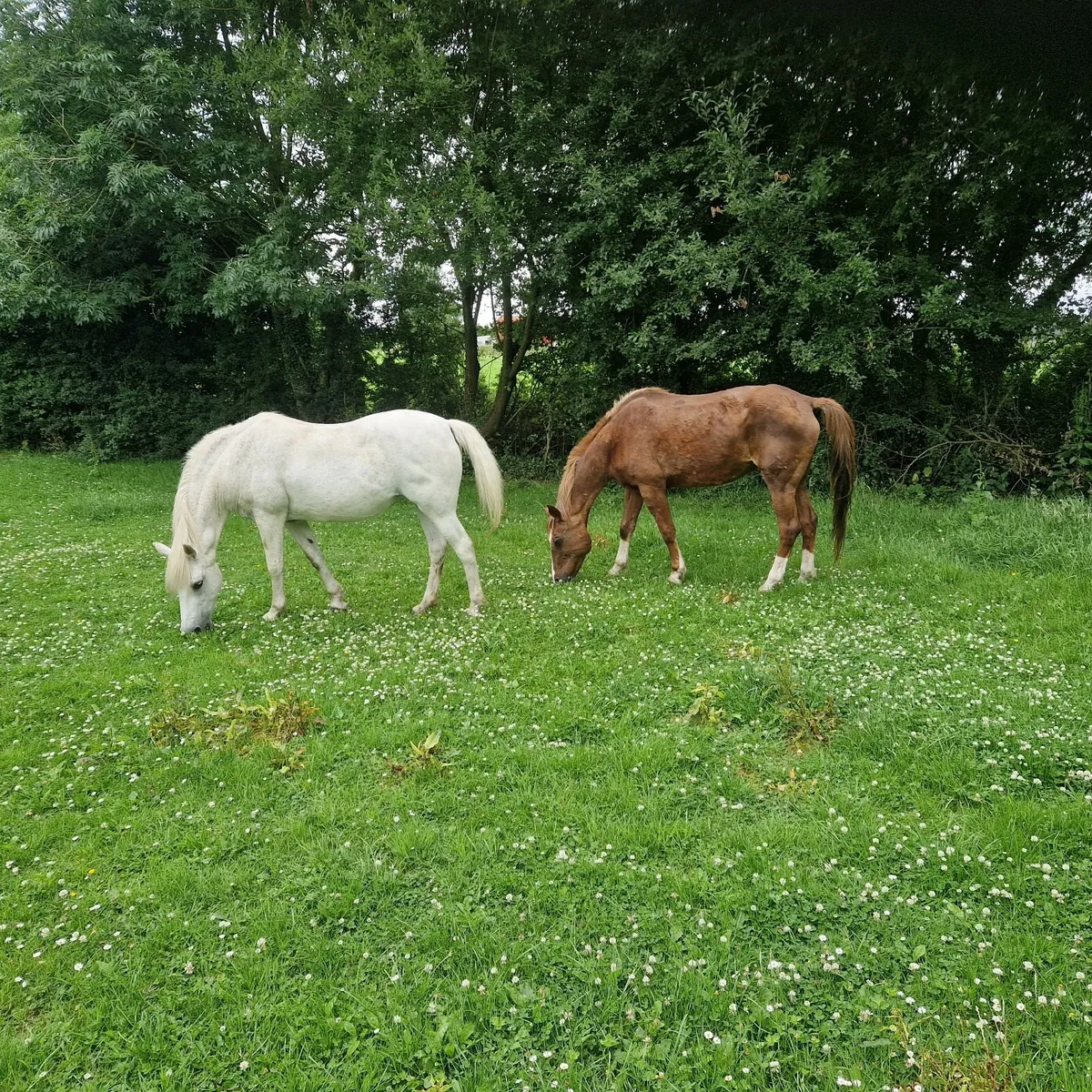 horses - Image 2