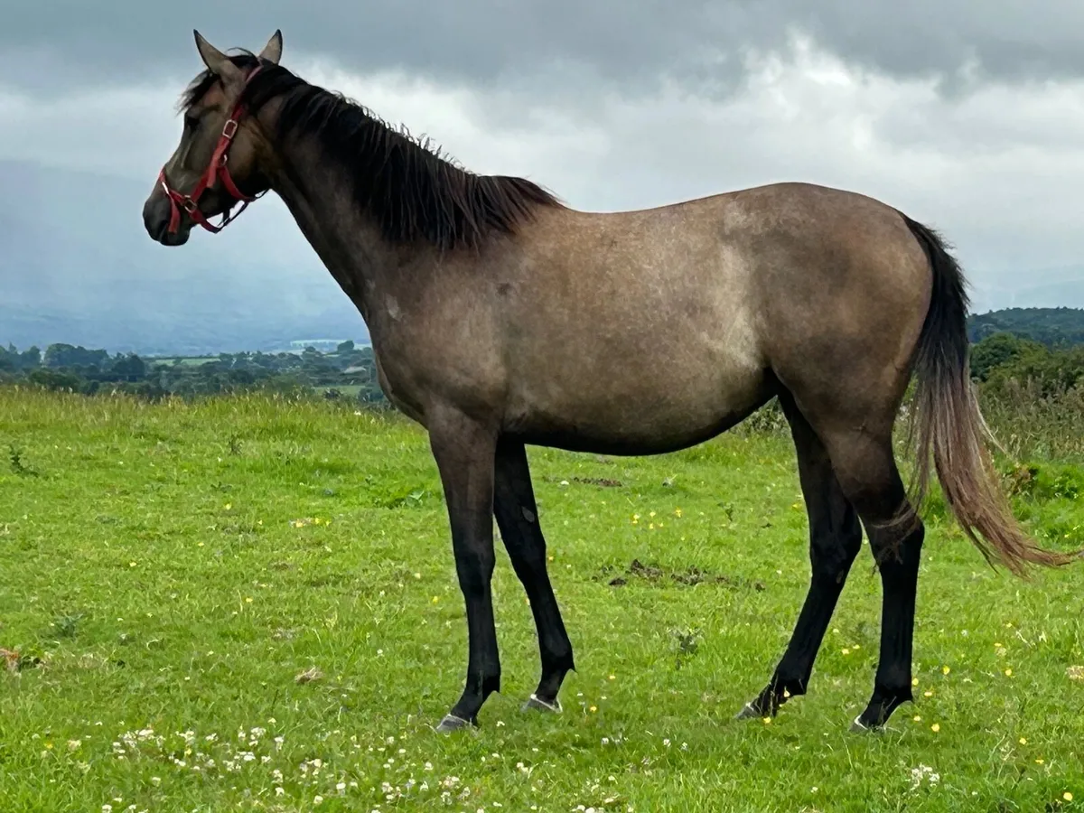 Jukebox jury 3 yr old filly - Image 1