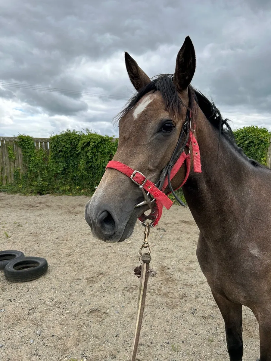 Jukebox jury 3 yr old filly - Image 2