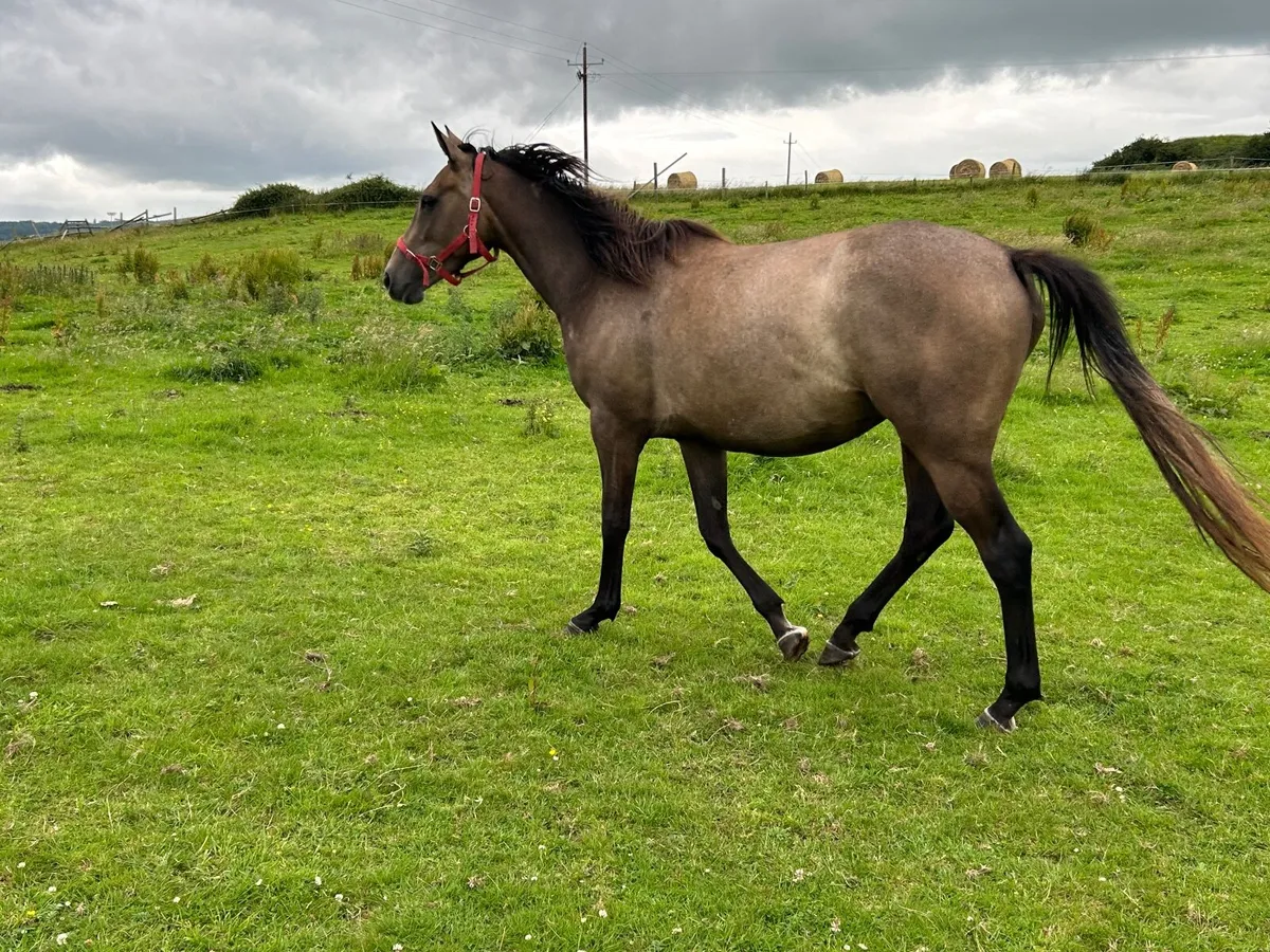 Jukebox jury 3 yr old filly - Image 3