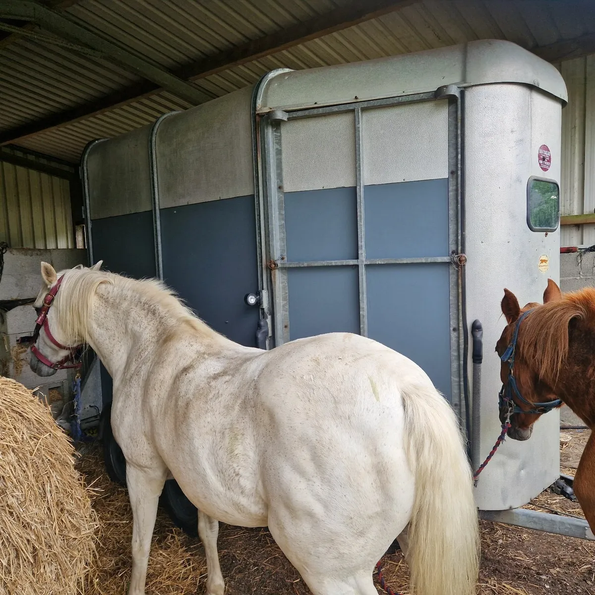 horses - Image 3