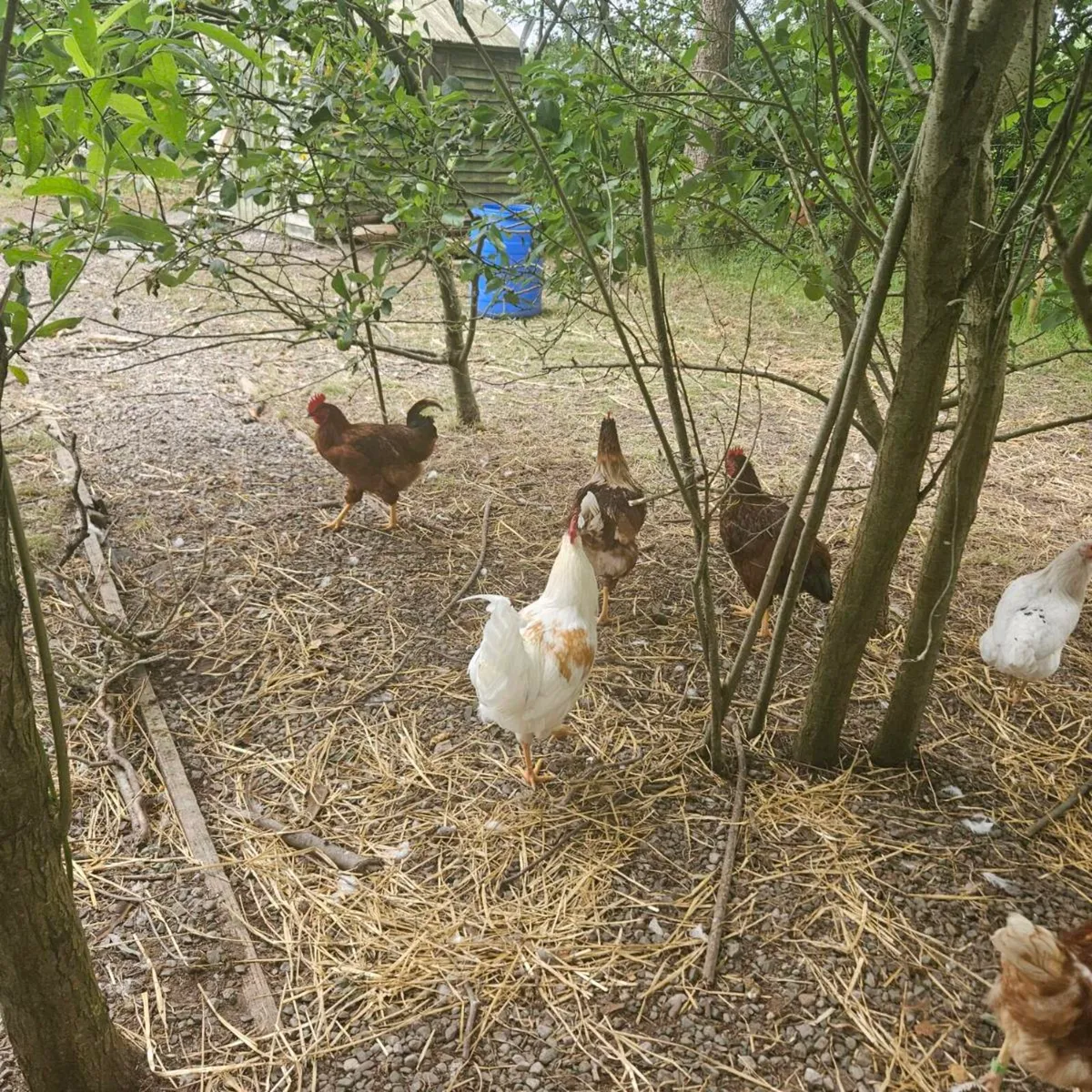 Roosters - Image 1