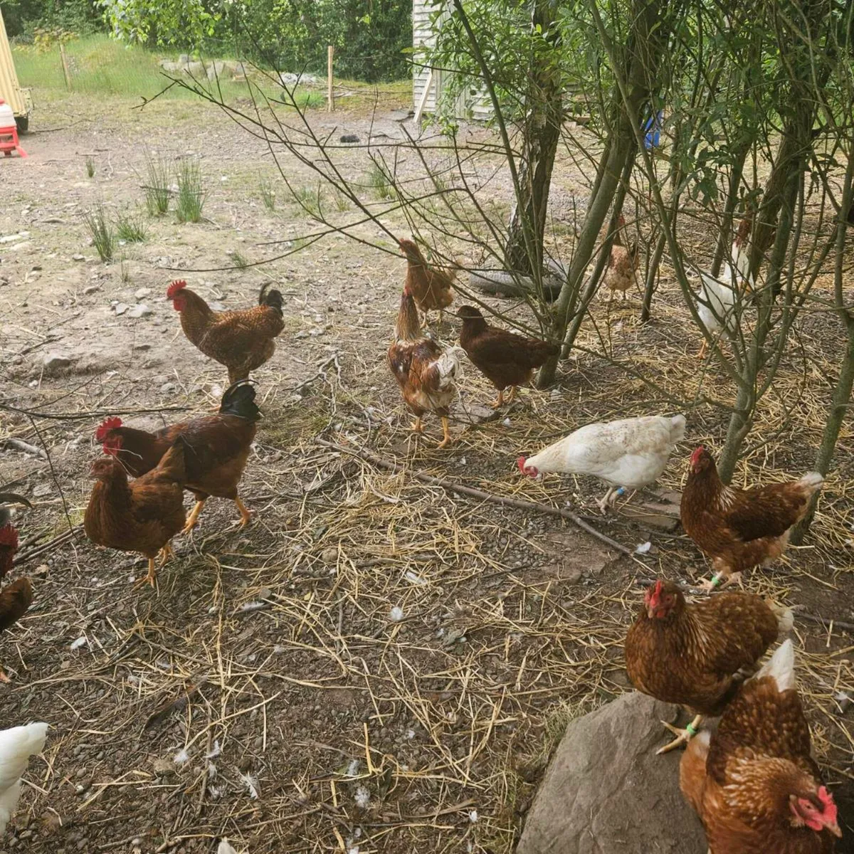 Roosters - Image 2