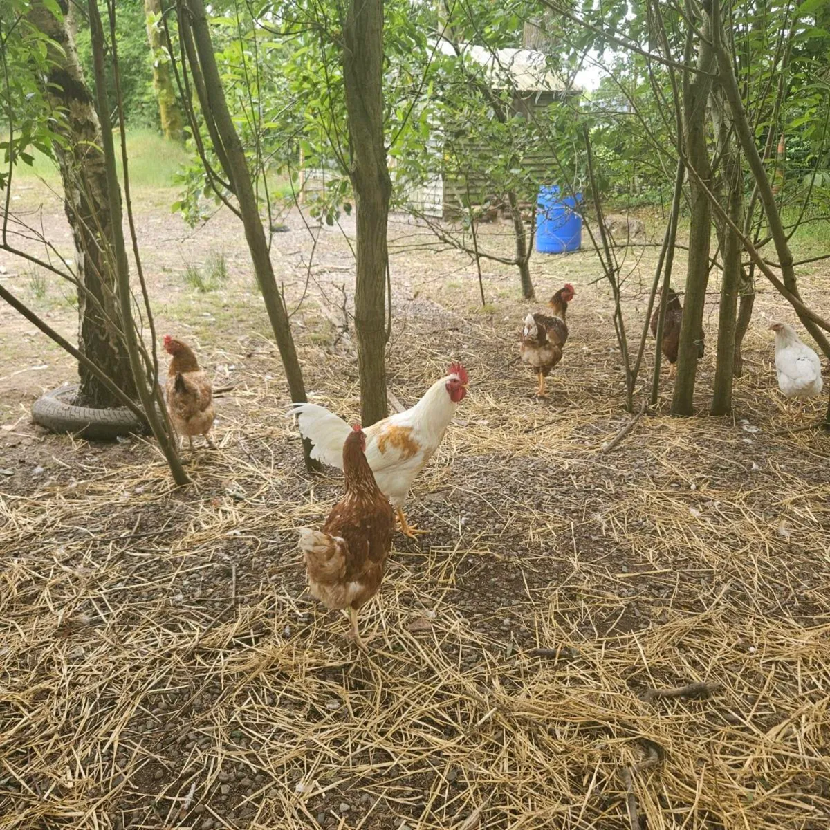 Roosters - Image 3