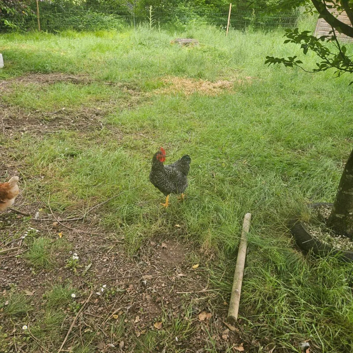 Roosters - Image 4