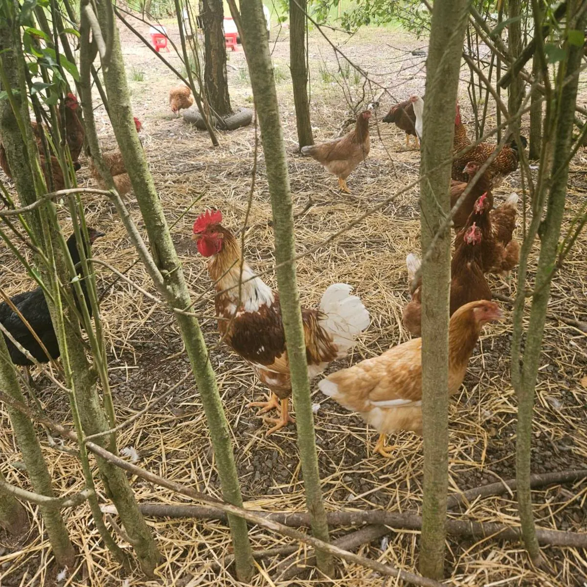 Roosters - Image 3