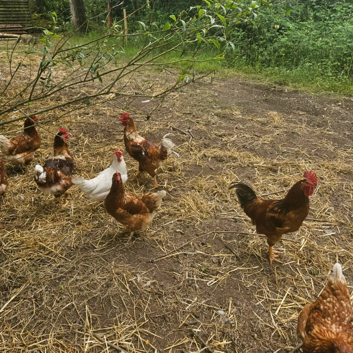 Roosters - Image 4