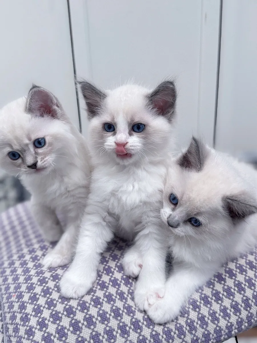 Ragdoll Kitten - Image 1