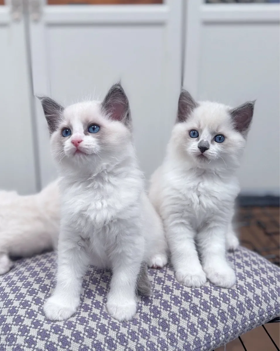 Ragdoll Kitten - Image 2