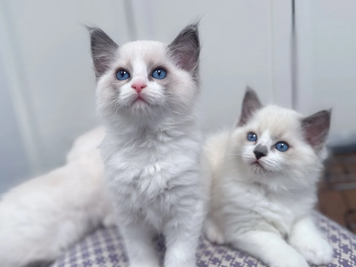 Ragdoll Kitten - Image 3