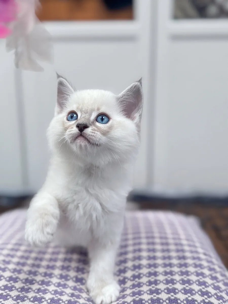 Ragdoll Kitten - Image 4