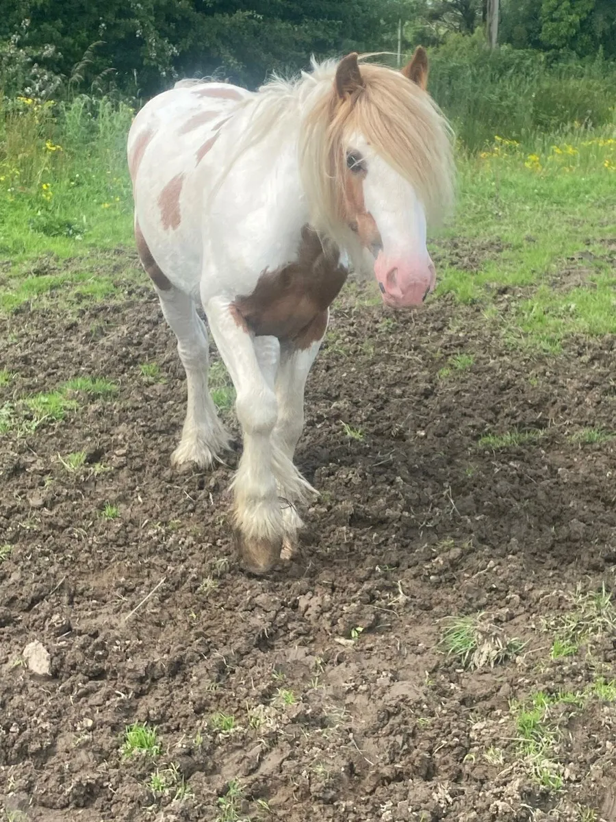 Ponies - Image 1