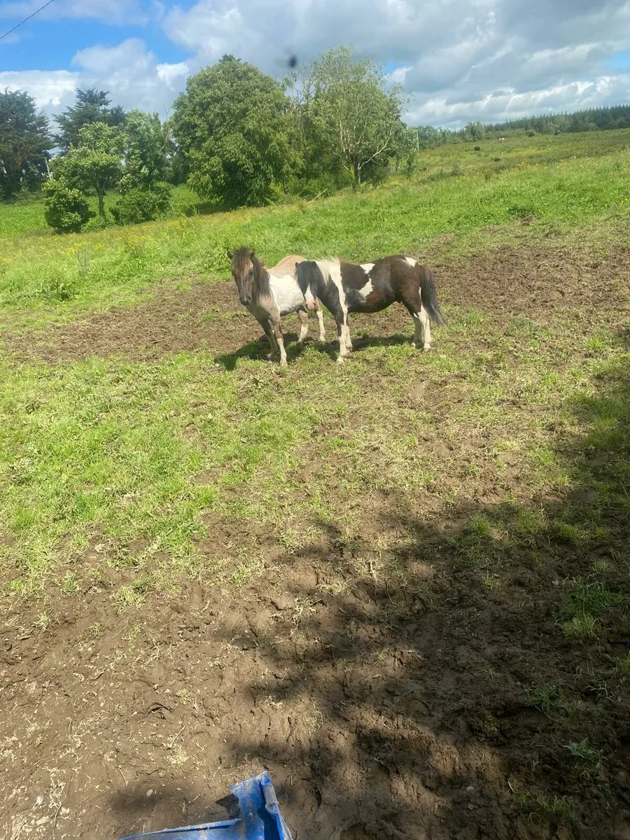 Ponies - Image 2