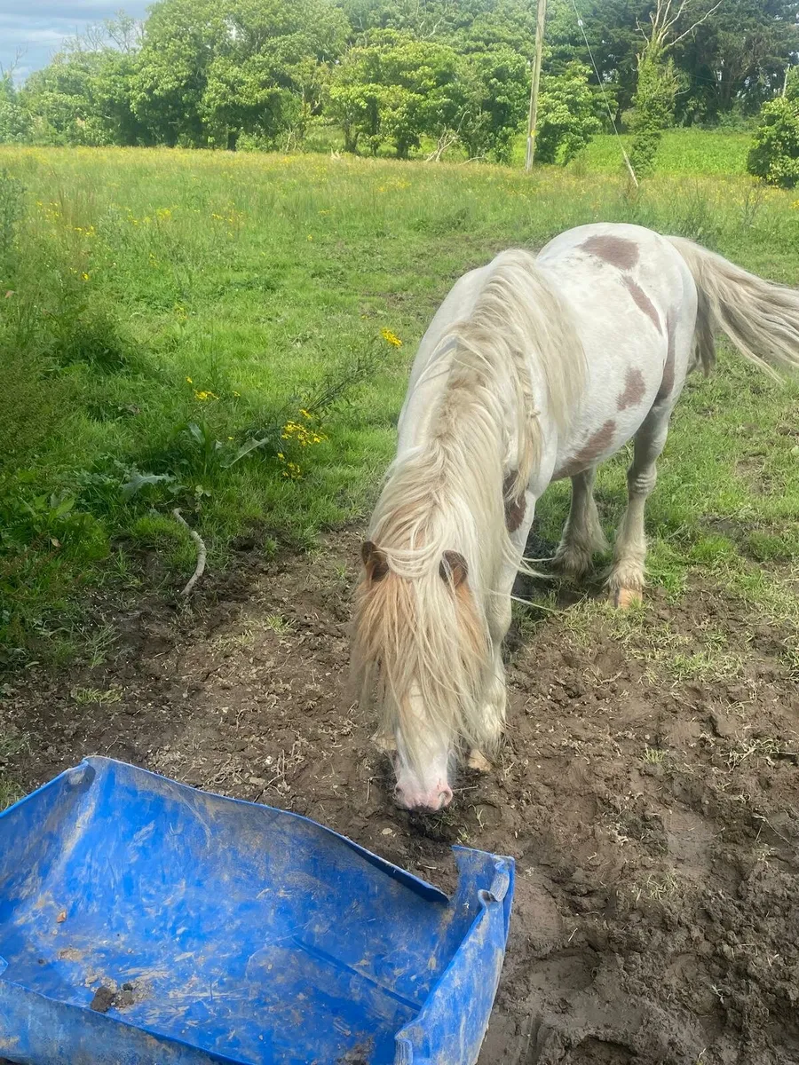 Ponies - Image 3