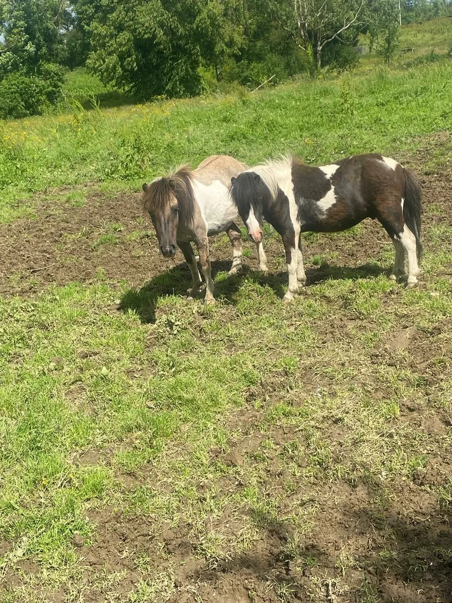 Ponies - Image 4