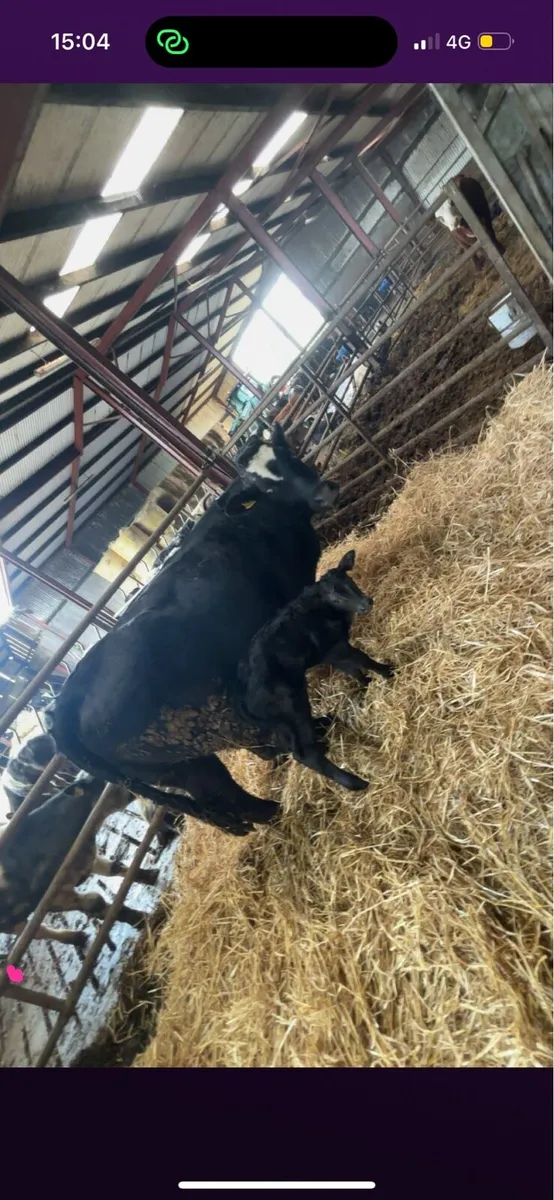 Cow and calf - Image 1