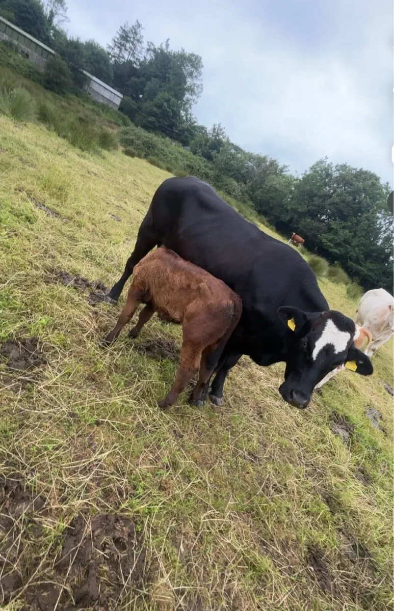 Cow and calf - Image 2