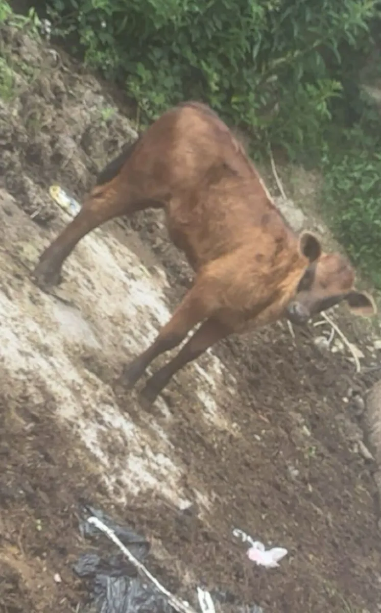 Cow and calf - Image 3