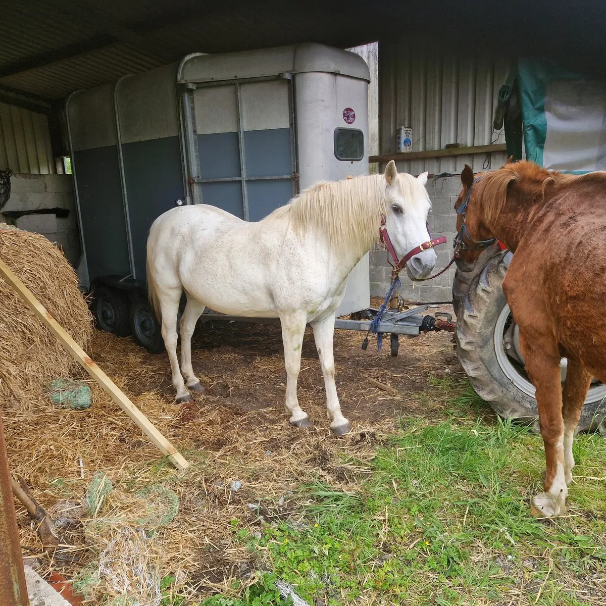 horses - Image 1
