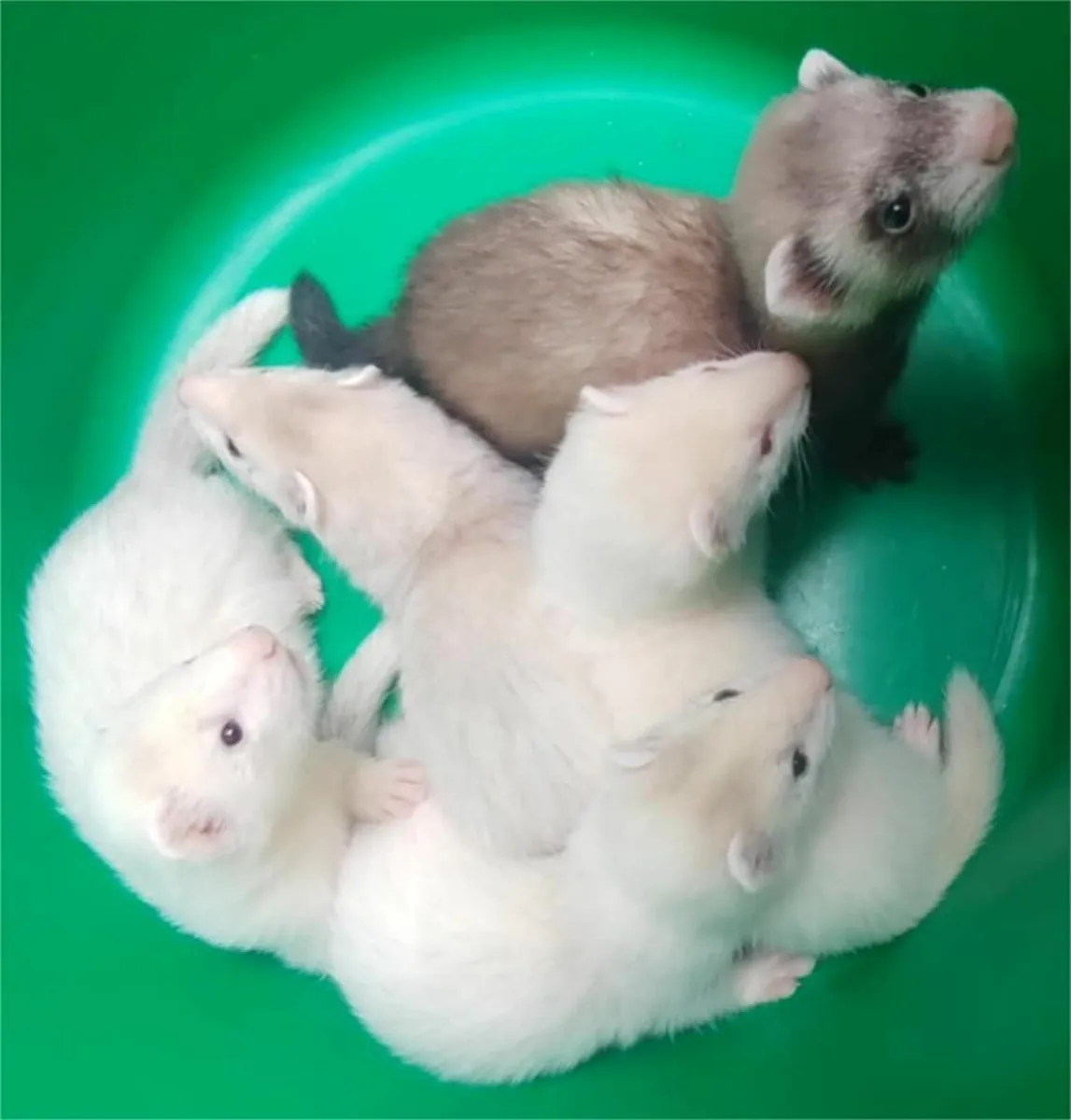Ferrets - Image 2