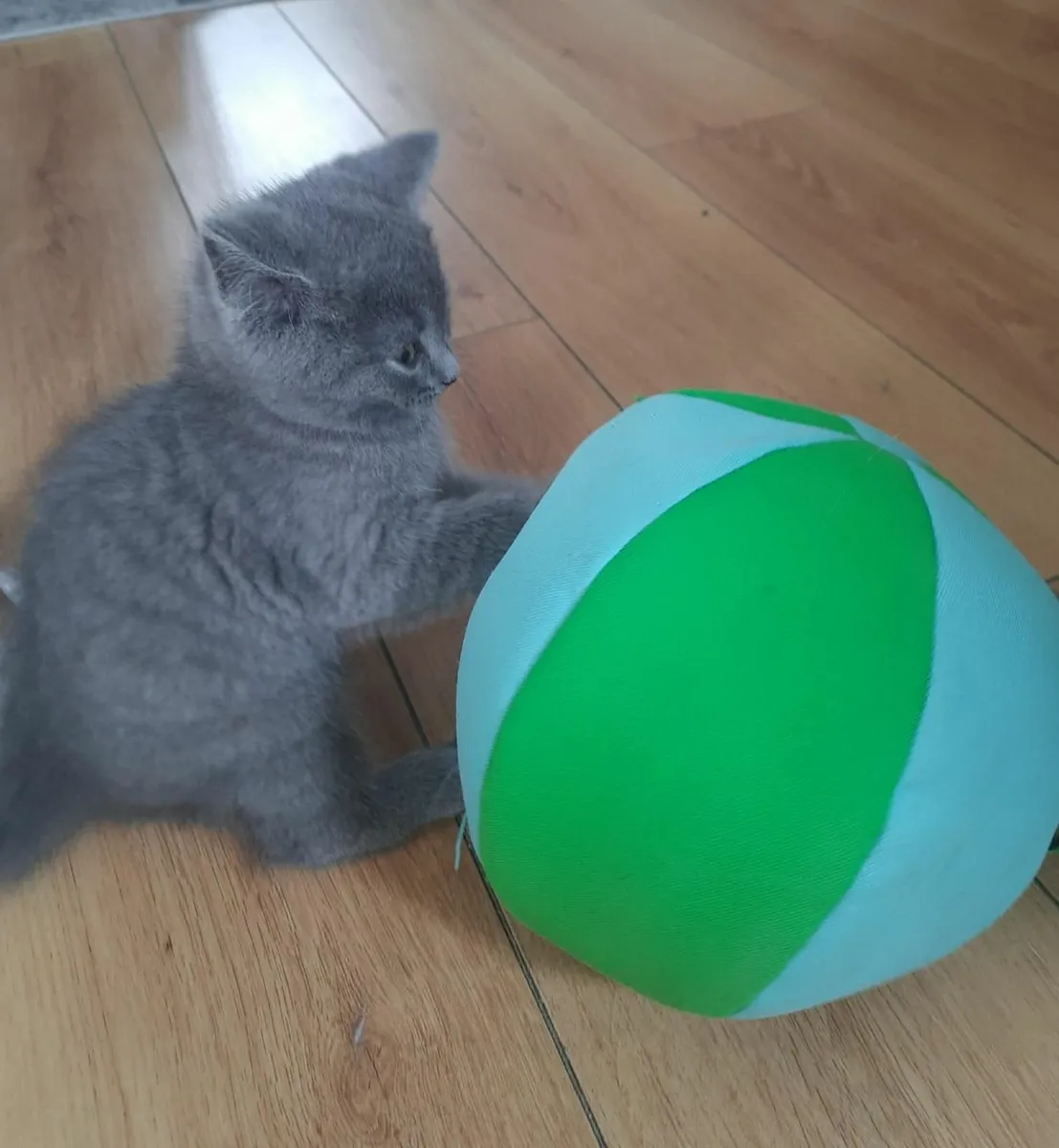 Russian Blue kittens - Image 1