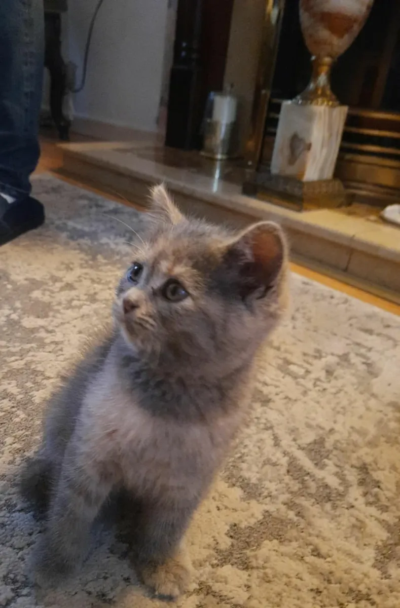 Russian Blue kittens - Image 2
