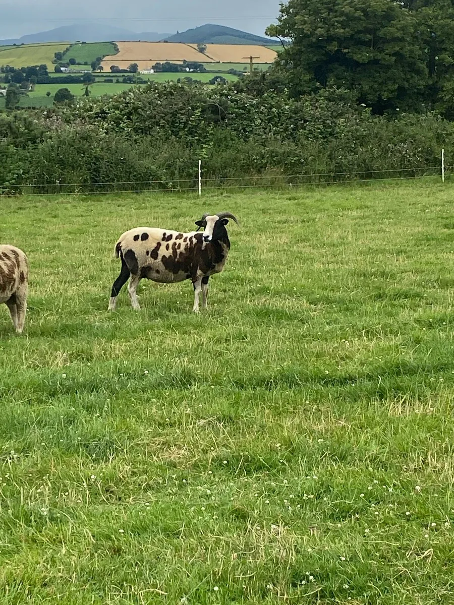 Pedigree Jacob Ewes & Lambs - Image 1