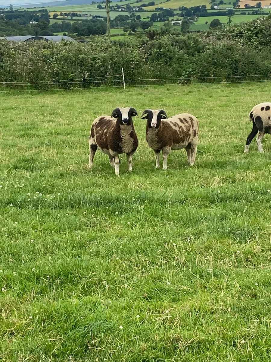 Pedigree Jacob Ewes & Lambs - Image 2