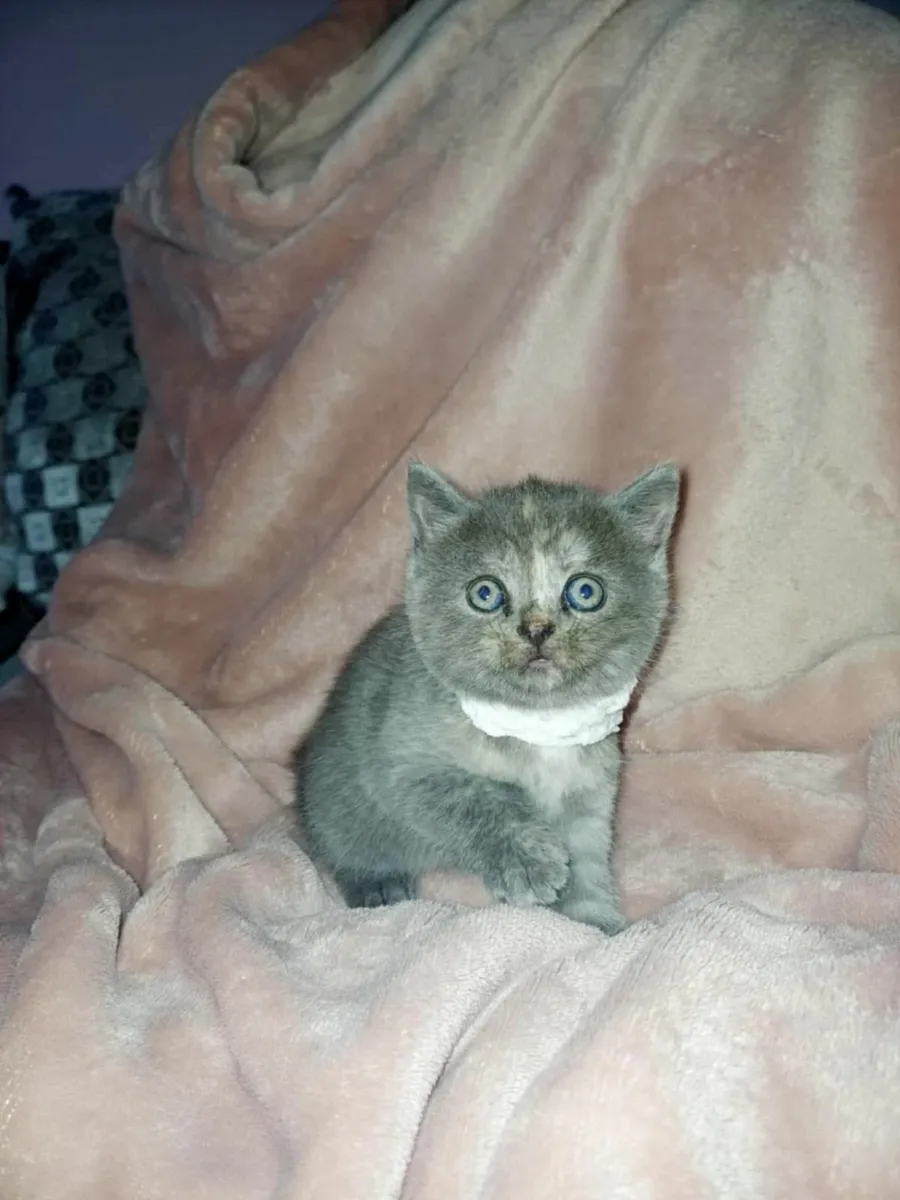Russian Blue kittens - Image 4