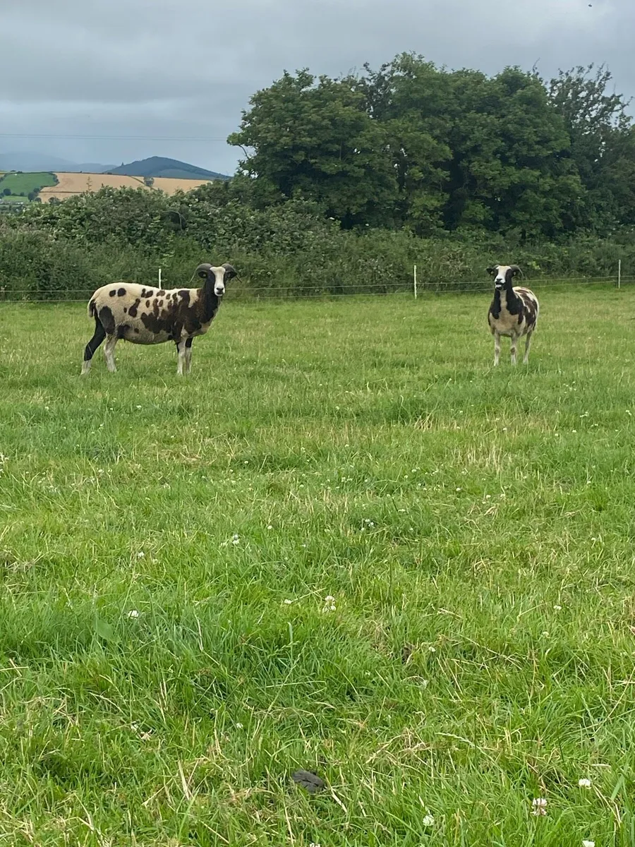 Pedigree Jacob Ewes & Lambs - Image 3