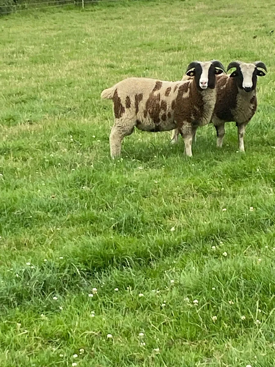 Pedigree Jacob Ewes & Lambs - Image 4
