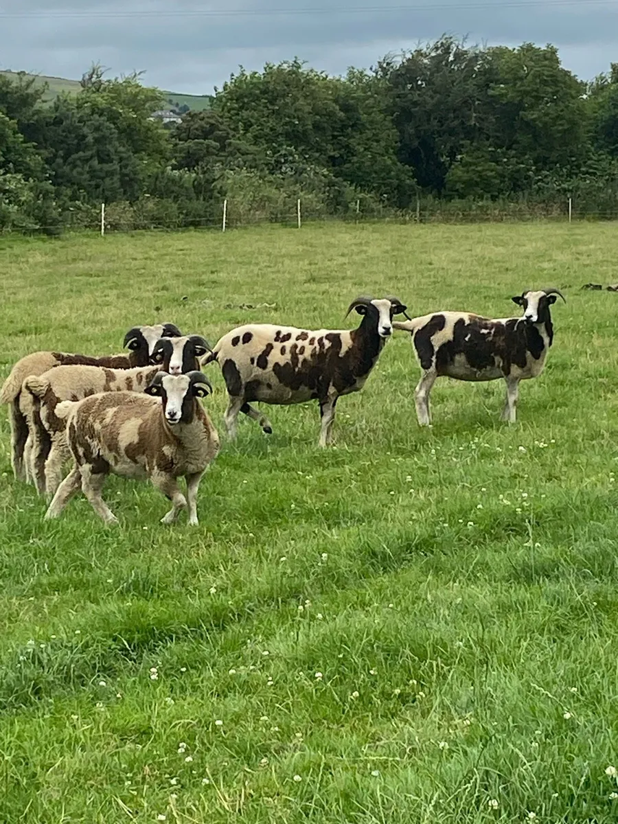 Pedigree Jacob Ewes - Image 3