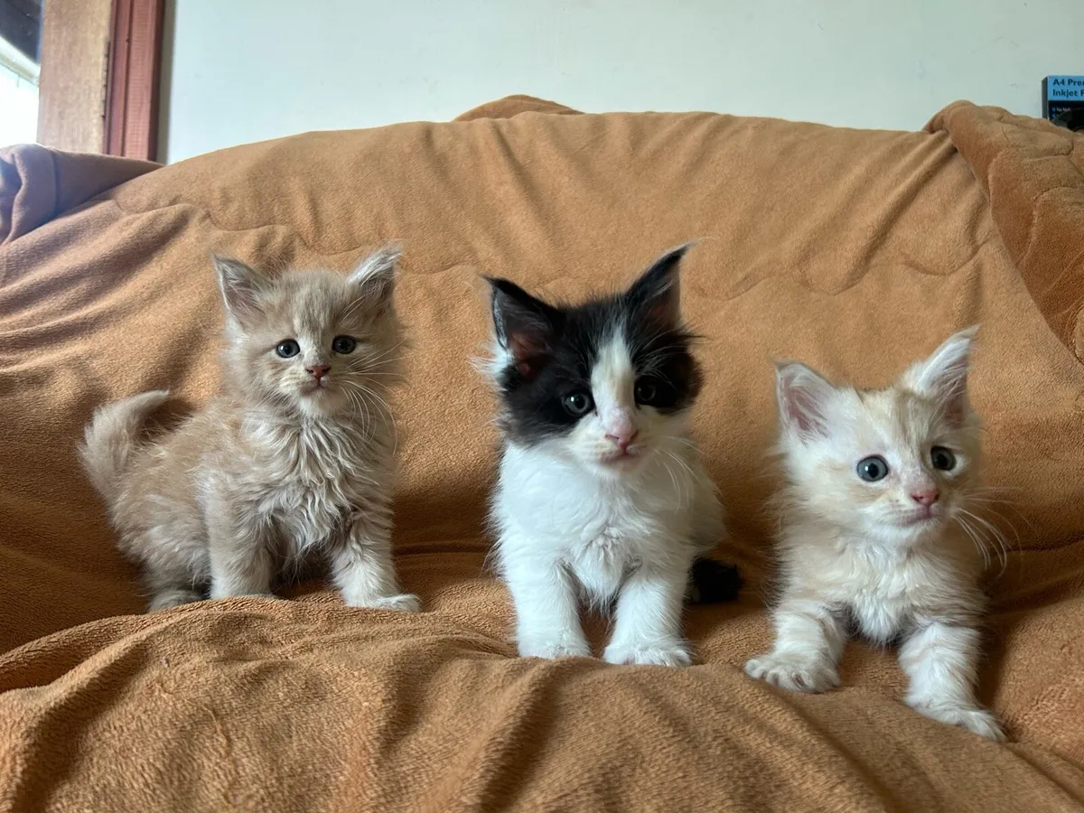 Maine Coon Kittens - Image 1