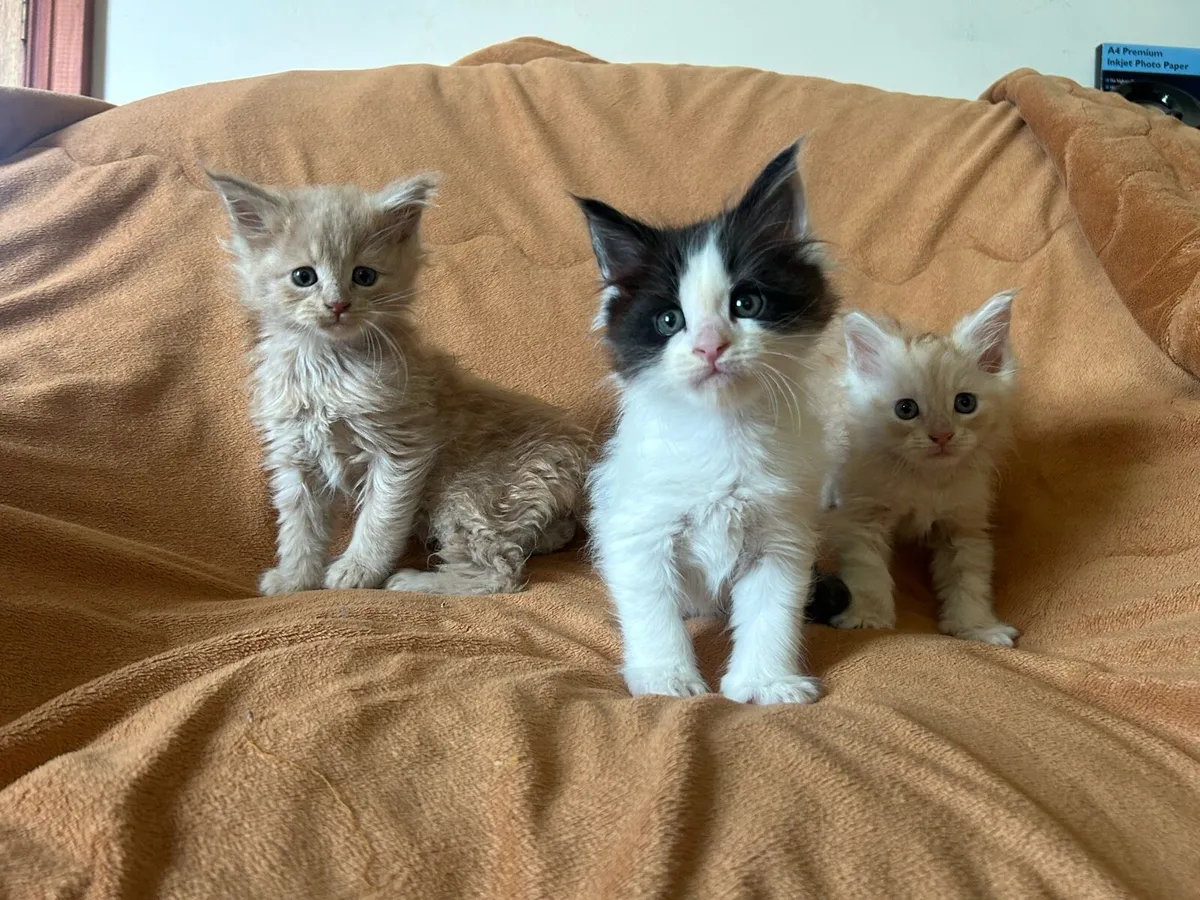 Maine Coon Kittens - Image 2